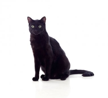 Sarı gözlü siyah kedi oturan  