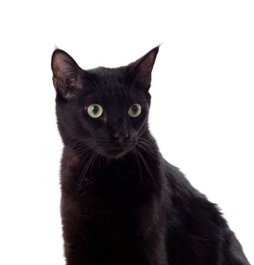 Sarı gözlü siyah kedi portresi  