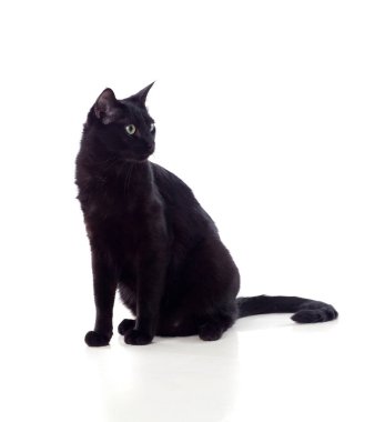 Sarı gözlü siyah kedi oturan  
