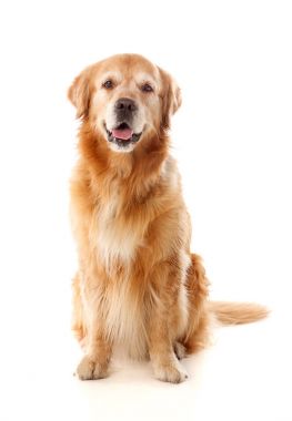 Golden Retriever köpek doğurmak oturan 