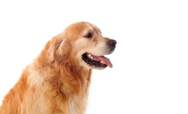 Golden Retriever köpeğinin portresi  