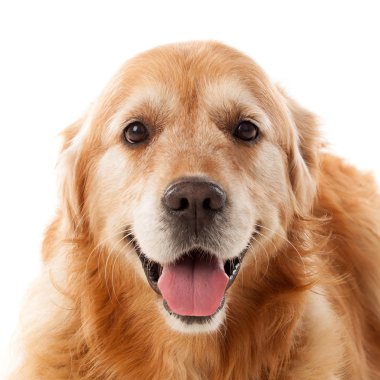 Golden Retriever köpeğine yaklaş.  
