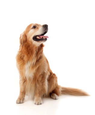 Golden Retriever köpek doğurmak oturan 