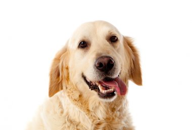 Golden Retriever köpeğinin portresi  