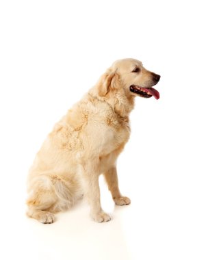 Golden Retriever köpek doğurmak oturan 