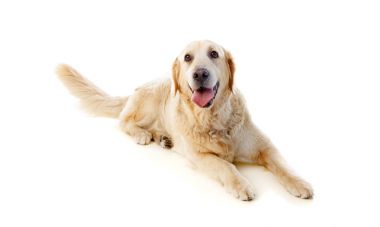 Golden Retriever köpek yalan  