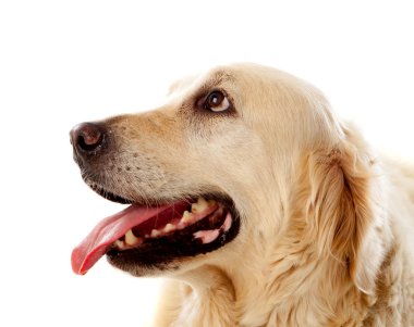 Golden Retriever köpeğinin portresi  