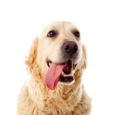 Golden Retriever köpeğinin portresi  