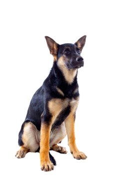 Alman çoban köpek oturuyor