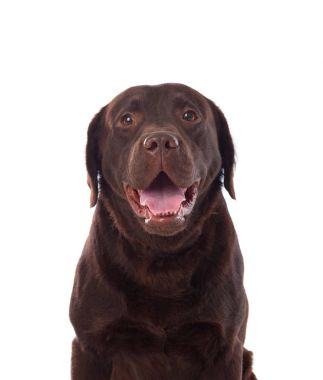 Siyah Labrador köpek doğurmak portresi 