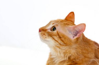 Kırmızı şişman kedi portresi 