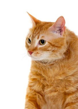 Kırmızı şişman kedi portresi 