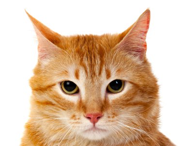 Kırmızı şişman kedi portresi 