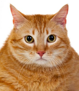 Kırmızı şişman kedi portresi 