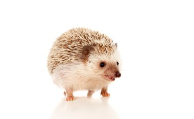 kahverengi kirpi evde beslenen hayvan