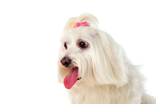 Portratit of Maltese bichon with bow on pigtail