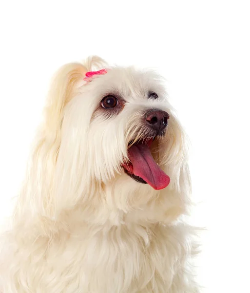 Portrait von maltesischem Bichon mit Schleife am Zopf — Stockfoto