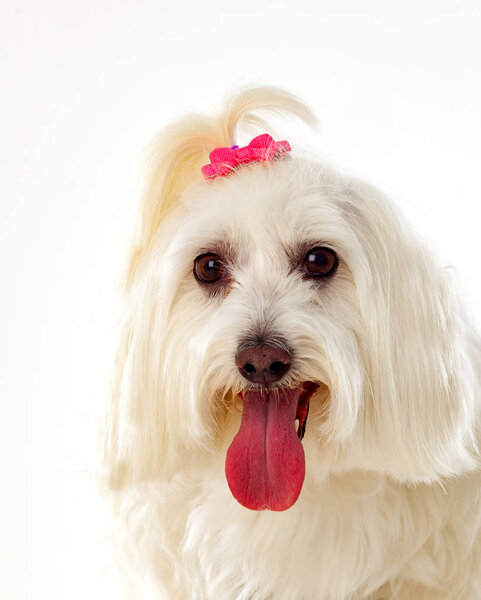 Portratit of Maltese bichon with bow on pigtail 