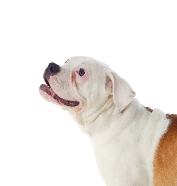 Portret van de Amerikaanse bulldog — Stockfoto