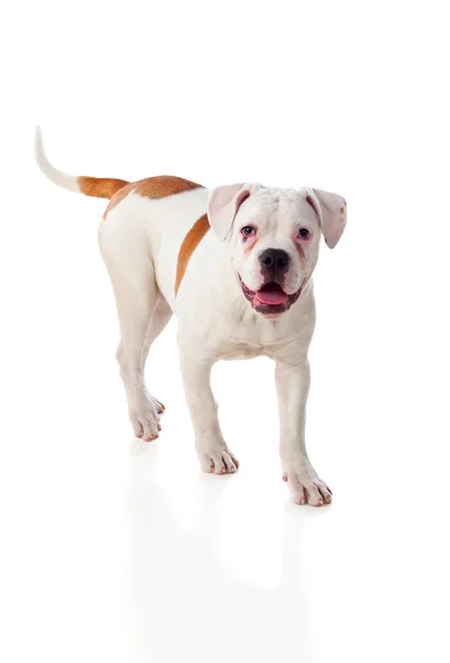 Bulldog americano de pé — Fotografia de Stock
