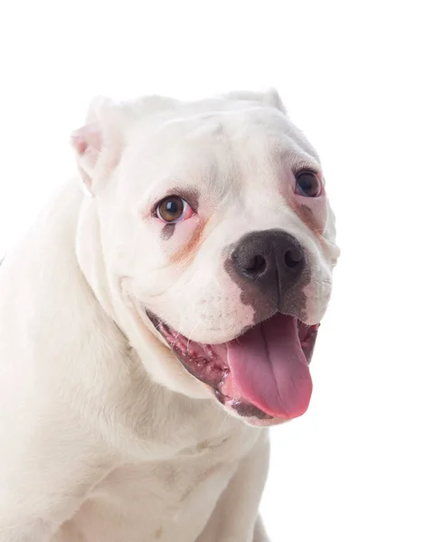 Retrato de American Bulldog — Foto de Stock