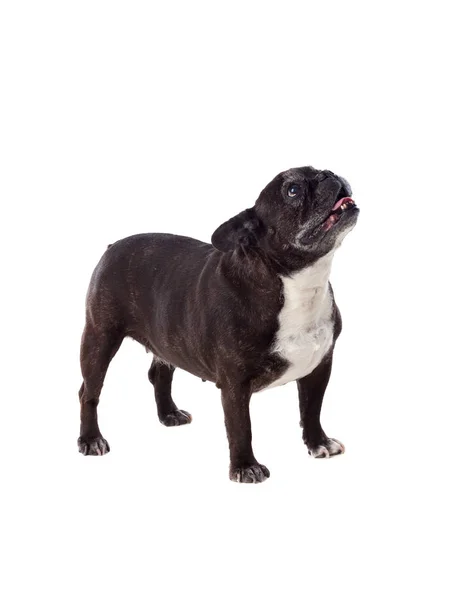 Stående bulldog tittar upp — Stockfoto