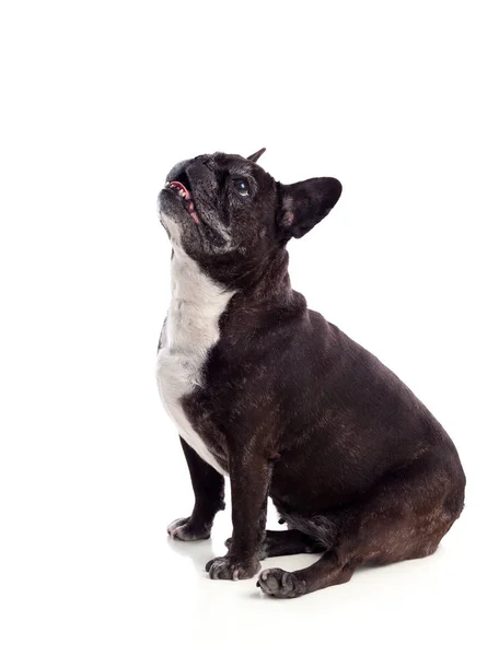 Bulldog sentado mirando hacia arriba — Foto de Stock