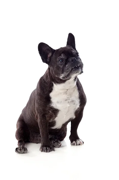 Bulldog sentado mirando hacia arriba — Foto de Stock