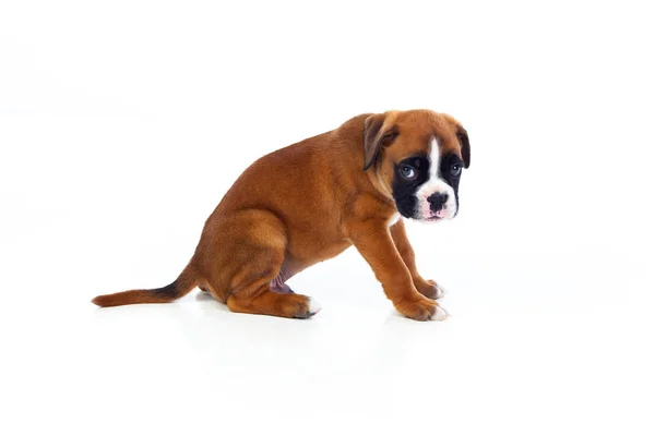 Sentado puppy boxer — Fotografia de Stock
