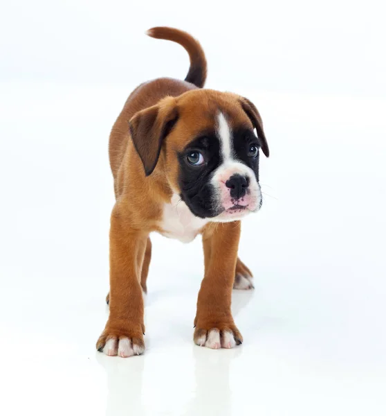 Standing boxer puppy — Stock Photo, Image