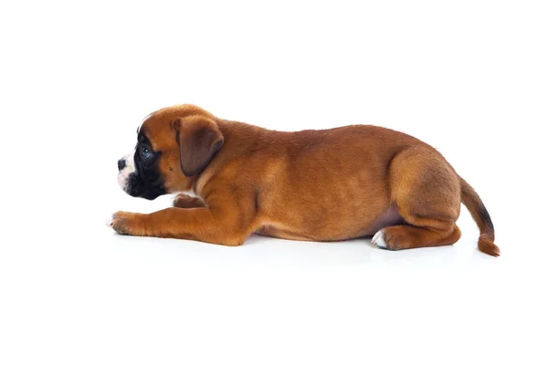 Puppy lying on floor — Stock Photo, Image