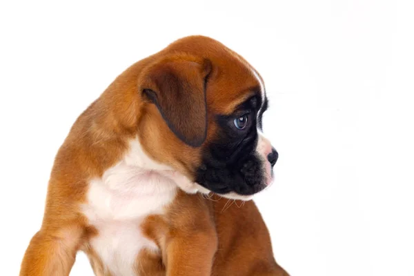 Boxer köpek yavrusu closeup portresi — Stok fotoğraf