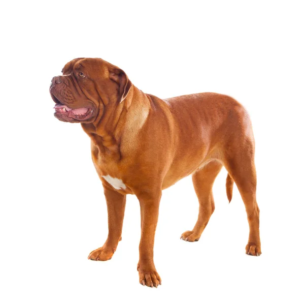 Närbild av Dogue de Bordeaux — Stockfoto