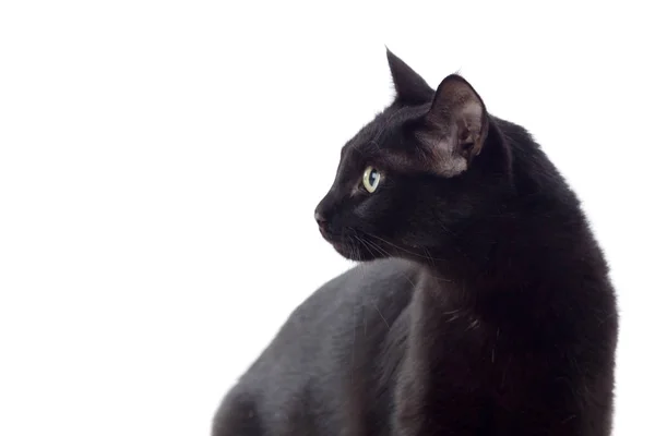 Retrato de gato negro con ojos amarillos — Foto de Stock