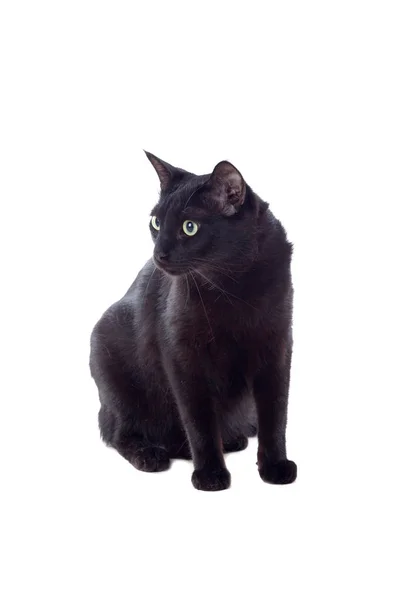 Sarı gözlü siyah kedi oturan — Stok fotoğraf