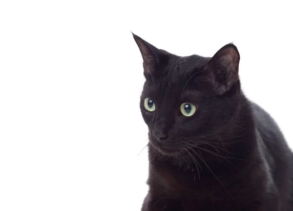 Retrato de gato negro con ojos amarillos — Foto de Stock