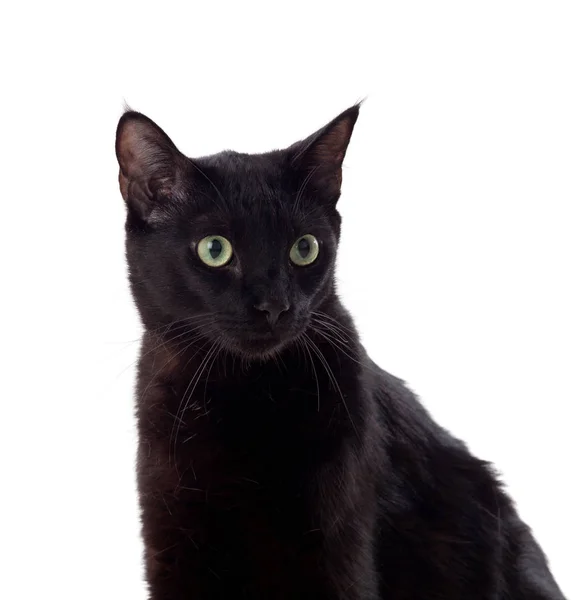 Portrait de chat noir aux yeux jaunes — Photo