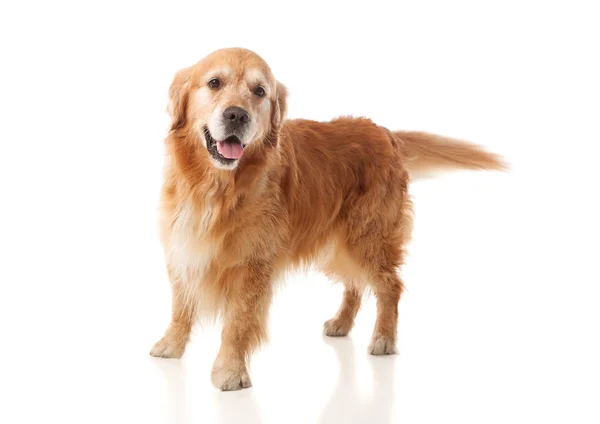 Golden Retriever raça cão — Fotografia de Stock