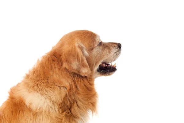 Portret van Golden Retriever hond — Stockfoto