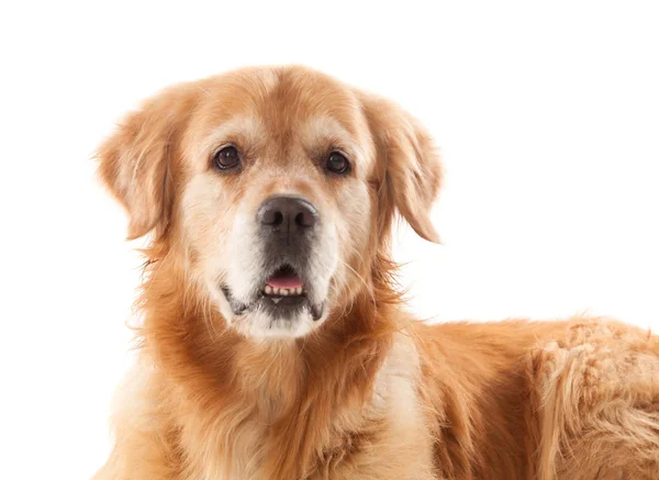Портрет собаки - золотошукача — стокове фото