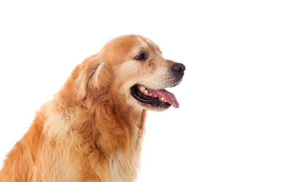 Πορτρέτο του σκύλου Golden Retriever — Φωτογραφία Αρχείου