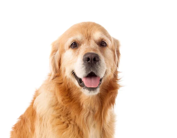 Πορτρέτο του σκύλου Golden Retriever — Φωτογραφία Αρχείου