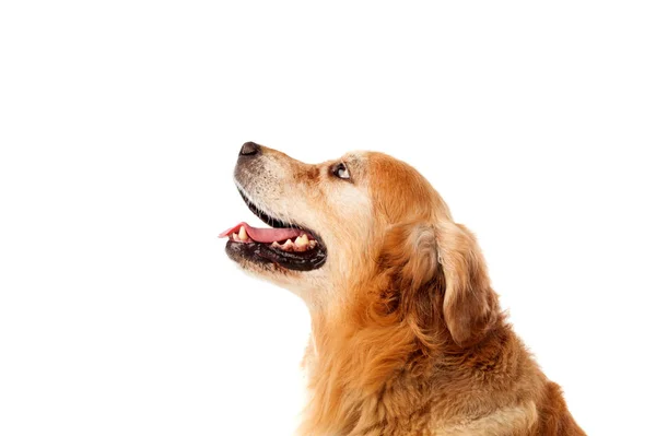 Portret psa Golden Retriever — Zdjęcie stockowe