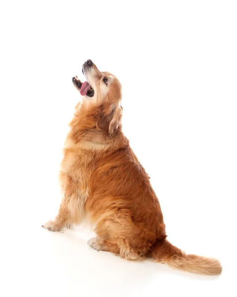 Sentado Golden Retriever raça cão — Fotografia de Stock