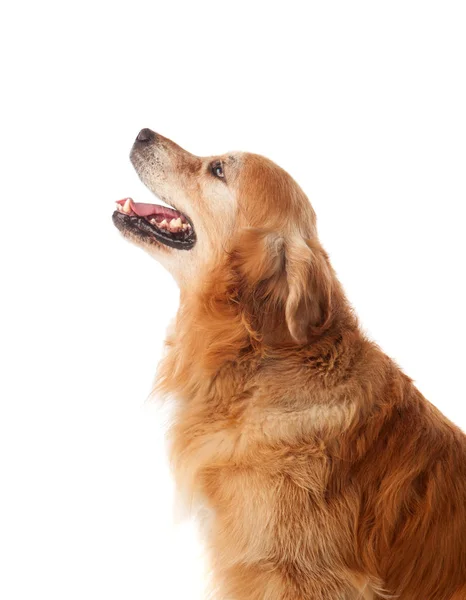 Πορτρέτο του σκύλου Golden Retriever — Φωτογραφία Αρχείου