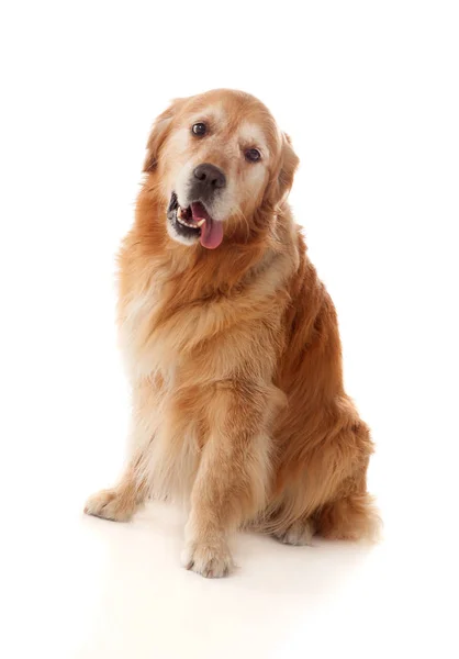 Sitting Golden Retriever dog breed — Stock Photo, Image