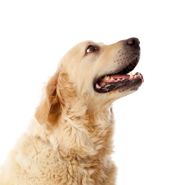 Retrato de Golden Retriever cão — Fotografia de Stock