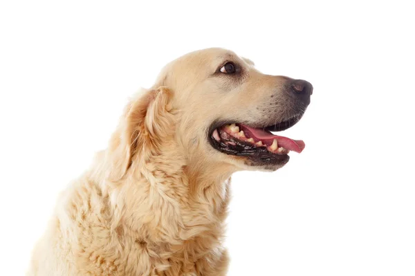 金毛猎犬的肖像 — 图库照片