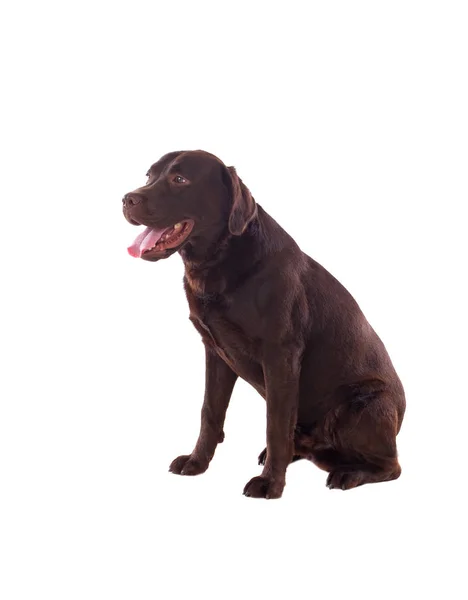 Černý Labrador pes sedící — Stock fotografie