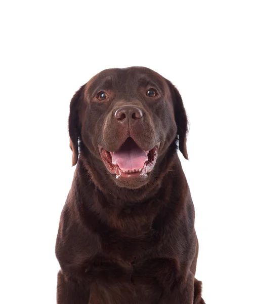 Portrét plemene černý pes Labrador — Stock fotografie